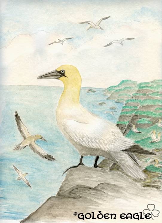 Acquerelli - Golden eagle